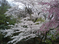 咲く桜・・・・