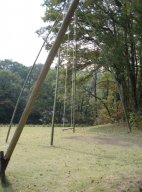 草の上には、どんぐり