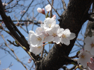 桜・sakura