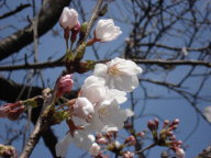 桜・sakura