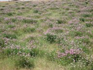 ちょっと疎らだけど・・レンゲ畑