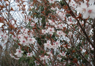 いしかわ動物園の桜