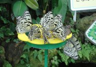 お食事中・・餌台の密をすう