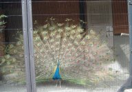 クジャクが迎えてくれた