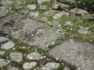 散る桜・・・・