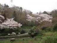 桜色がほのか・・・