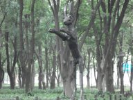 公園の中のうさぎ