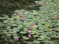 ダックビルさんの向かいにある池