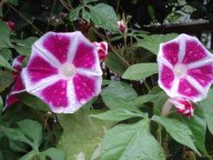 雨上がりのアサガオ