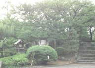 公園の緑