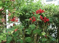 新緑のなかで・・・