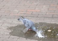 鳩も喉がかわく・・・