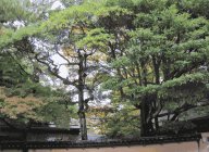 お屋敷の大きな樹