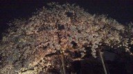 201504月夜桜